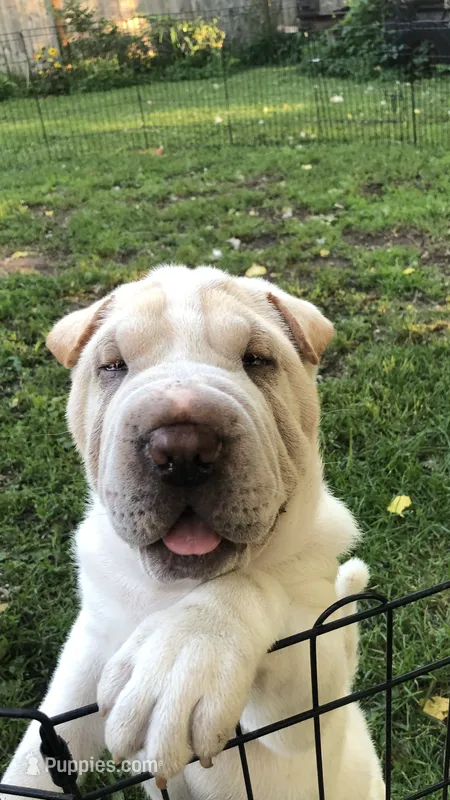    Hunk-polar bear – Chinese Shar-Pei puppy for sale in Mounds View, MN