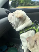 Moses, a male Chinese Shar-Pei for sale in Mounds View, MN – 8 of 10
