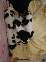 6 Girls, 1 Boy, a female Rat Terrier for sale in Murrieta, CA – Photo 4 of 9