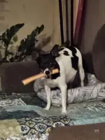 6 Girls, 1 Boy, a female Rat Terrier for sale in Murrieta, CA – Photo 9 of 9