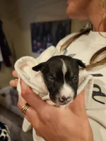 6 Girls, 1 Boy, a female Rat Terrier for sale in Murrieta, CA – Photo 2 of 9