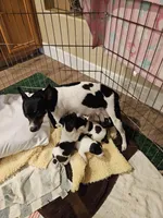 6 Girls, 1 Boy, a female Rat Terrier for sale in Murrieta, CA – Photo 7 of 9