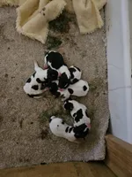 6 Girls, 1 Boy, a female Rat Terrier for sale in Murrieta, CA – Photo 3 of 9