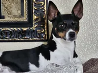 6 Girls, 1 Boy, a female Rat Terrier for sale in Murrieta, CA – Photo 1 of 9