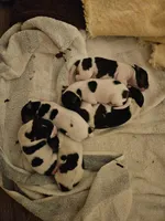 6 Girls, 1 Boy, a female Rat Terrier for sale in Murrieta, CA – Photo 5 of 9