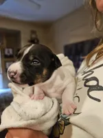 6 Girls, 1 Boy, a female Rat Terrier for sale in Murrieta, CA – Photo 6 of 9