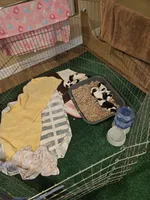 6 Girls, 1 Boy, a female Rat Terrier for sale in Murrieta, CA – Photo 8 of 9