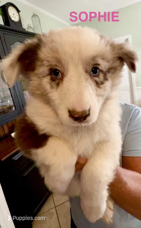 Zeus – Australian Shepherd puppy for sale in Halifax, VA