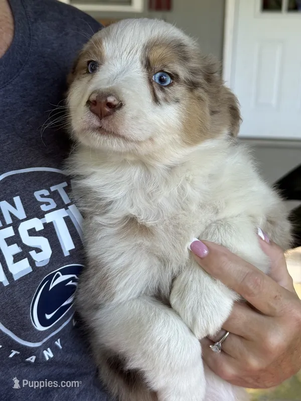 Bell – Australian Shepherd puppy for sale in Halifax, VA