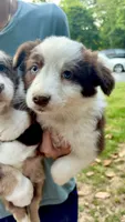 Cooper, a male Australian Shepherd for sale in Halifax, VA – 1 of 1