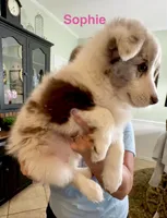 Zeus, a male Australian Shepherd for sale in Halifax, VA – 2 of 2