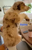 Astro, a male Australian Shepherd for sale in Halifax, VA – 2 of 2