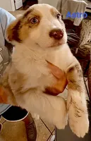 Astro, a male Australian Shepherd for sale in Halifax, VA – 1 of 2