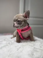 Lilac fawn merle female , a female French Bulldog for sale in Jacksonville, FL – 1 of 5