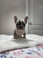 Lilac merle harlequin female , a female French Bulldog for sale in Jacksonville, FL – 2 of 3