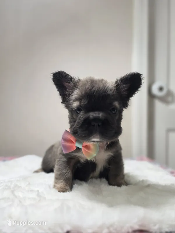 Georgia  – French Bulldog puppy for sale in Jacksonville, FL