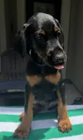 Doberman male , a male Doberman Pinscher for sale in Jacksonville, FL – 2 of 6