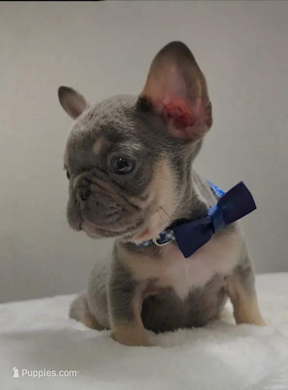 Lilac and tan male  – French Bulldog puppy for sale in Jacksonville, FL