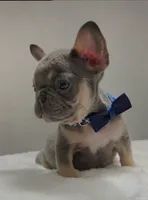 Lilac and tan male , a male French Bulldog for sale in Jacksonville, FL – 1 of 3