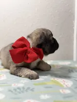 Lulu, a female French Bulldog for sale in Jacksonville, FL – 2 of 2