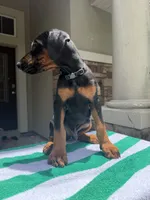 Doberman male , a male Doberman Pinscher for sale in Jacksonville, FL – 6 of 6