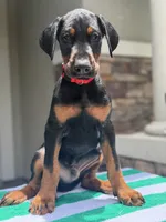 Doberman male , a male Doberman Pinscher for sale in Jacksonville, FL – 4 of 5