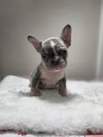 Lilac merle harlequin female , a female French Bulldog for sale in Jacksonville, FL – 3 of 3