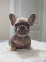 Lilac fawn male , a male French Bulldog for sale in Jacksonville, FL – 2 of 2