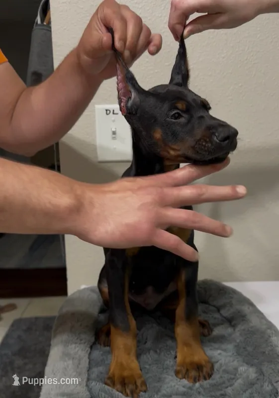 Doberman male  – Doberman Pinscher puppy for sale in Jacksonville, FL