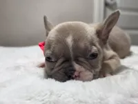 Lilac fawn merle female , a female French Bulldog for sale in Jacksonville, FL – 2 of 5
