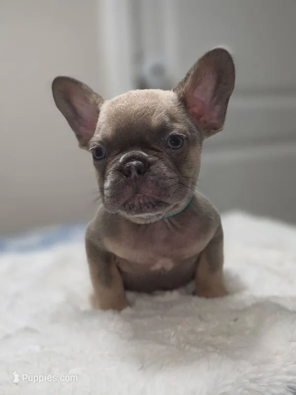 Lilac fawn male  – French Bulldog puppy for sale in Jacksonville, FL