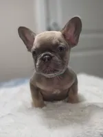 Lilac fawn male , a male French Bulldog for sale in Jacksonville, FL – 1 of 2