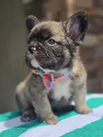 Big rope fluffy female , a female French Bulldog for sale in Jacksonville, FL – 4 of 4