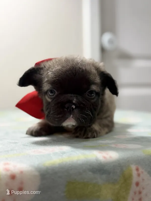 Lulu – French Bulldog puppy for sale in Jacksonville, FL