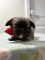 Lulu, a female French Bulldog for sale in Jacksonville, FL – 1 of 2