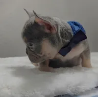 Lilac and tan male , a male French Bulldog for sale in Jacksonville, FL – 3 of 3