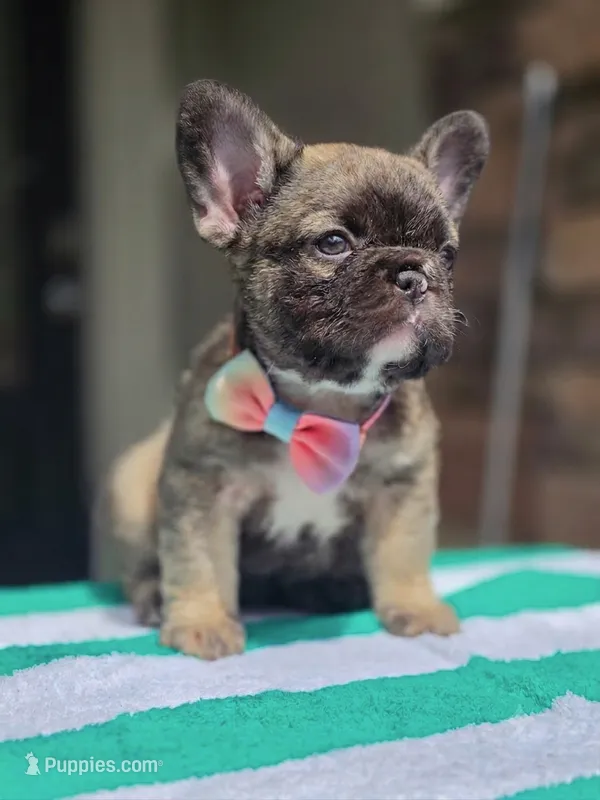 Lulu – French Bulldog puppy for sale in Jacksonville, FL