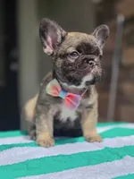 Big rope fluffy female , a female French Bulldog for sale in Jacksonville, FL – 1 of 4