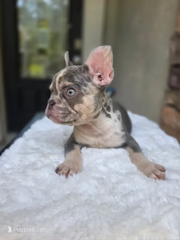 Lilac merle harlequin female  – French Bulldog puppy for sale in Jacksonville, FL