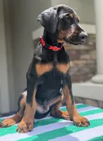 Doberman male , a male Doberman Pinscher for sale in Jacksonville, FL – 1 of 5