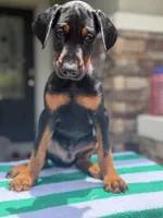 Doberman male , a male Doberman Pinscher for sale in Jacksonville, FL – 3 of 5