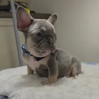 Lilac and tan male , a male French Bulldog for sale in Jacksonville, FL – 2 of 3