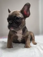 Blue fawn female , a female French Bulldog for sale in Jacksonville, FL – 6 of 7