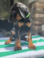 Doberman male, a male Doberman Pinscher for sale in Jacksonville, FL – 5 of 5