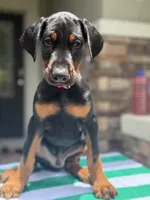 Doberman male , a male Doberman Pinscher for sale in Jacksonville, FL – 2 of 5