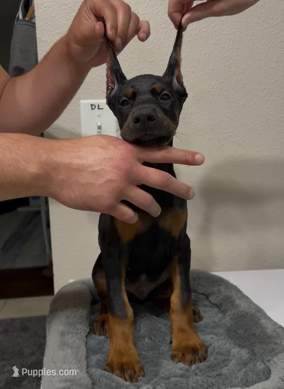 Doberman male – Doberman Pinscher puppy for sale in Jacksonville, FL