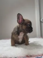 Blue fawn female , a female French Bulldog for sale in Jacksonville, FL – 3 of 7