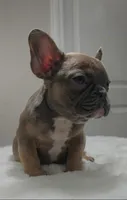 Blue fawn female , a female French Bulldog for sale in Jacksonville, FL – 2 of 7