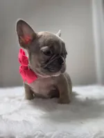 Lilac fawn merle female , a female French Bulldog for sale in Jacksonville, FL – 4 of 5