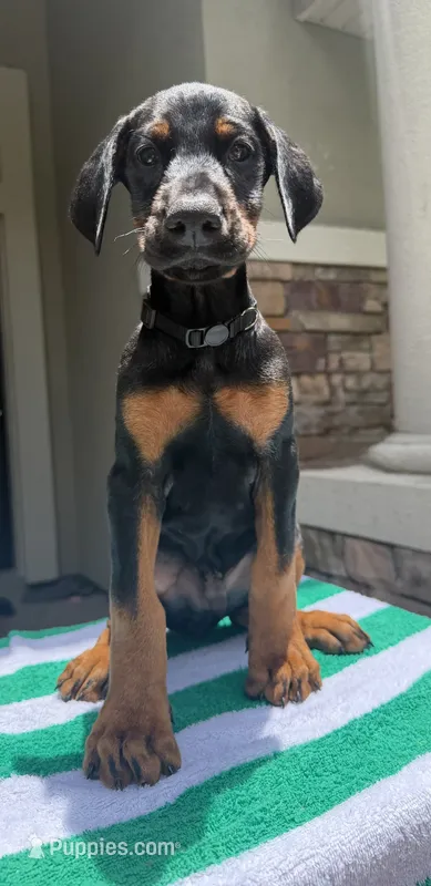 Doberman male  – Doberman Pinscher puppy for sale in Jacksonville, FL